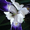 Purple Iris (Purple Flag)