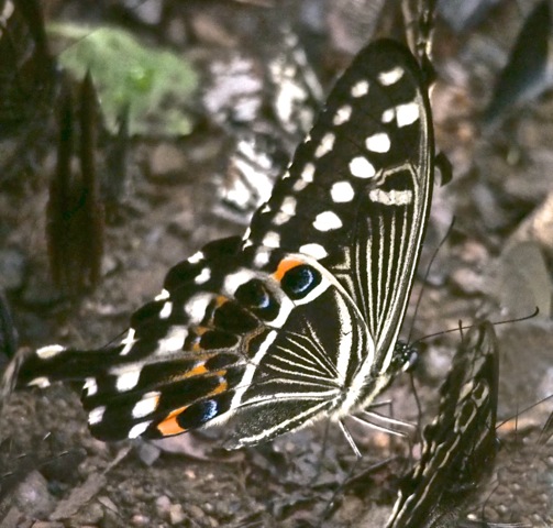 Emperor Swallowtail