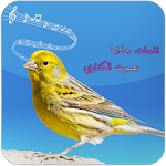 bird canary ringtone Apk