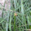 Lynx spider