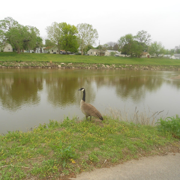 The Wildlife of Kansas Project Noah