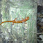 Cave salamander