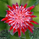 Billbergia pyramidalis