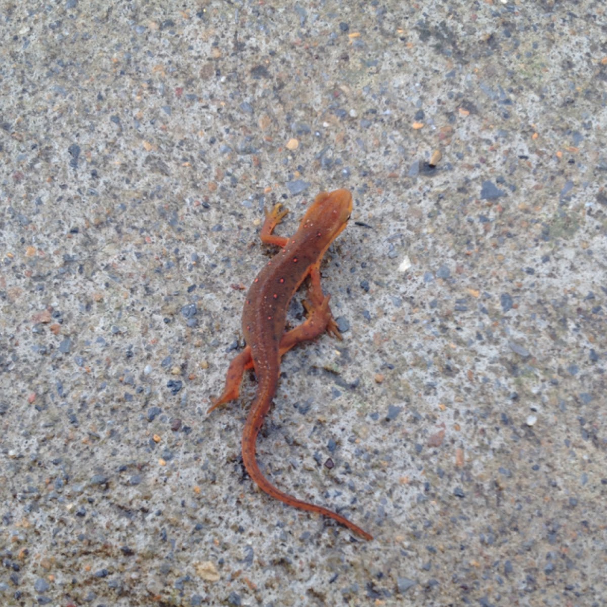 Eastern Newt