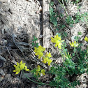 Bird's-foot Trefoil