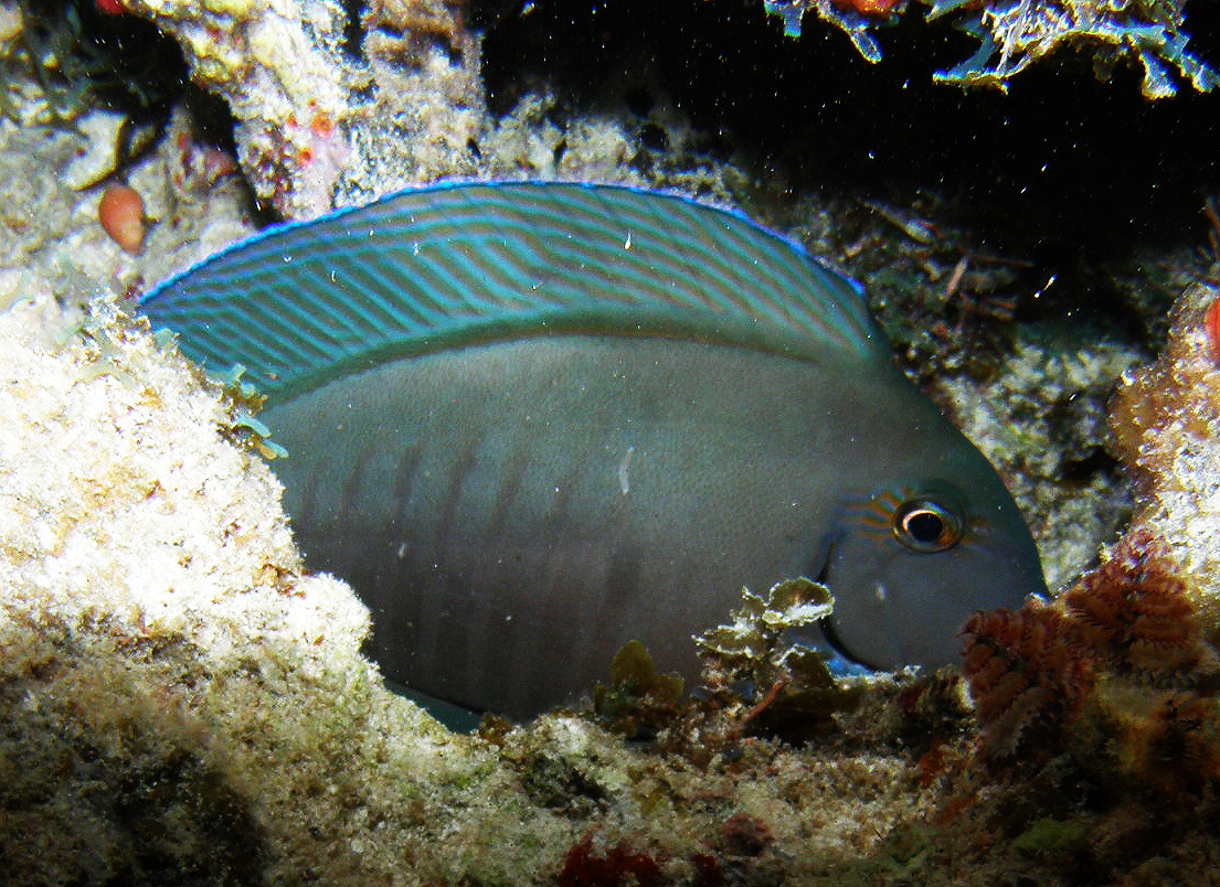 Atlantic blue tang surgeonfish