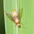 Green Tree Ant (Queen)