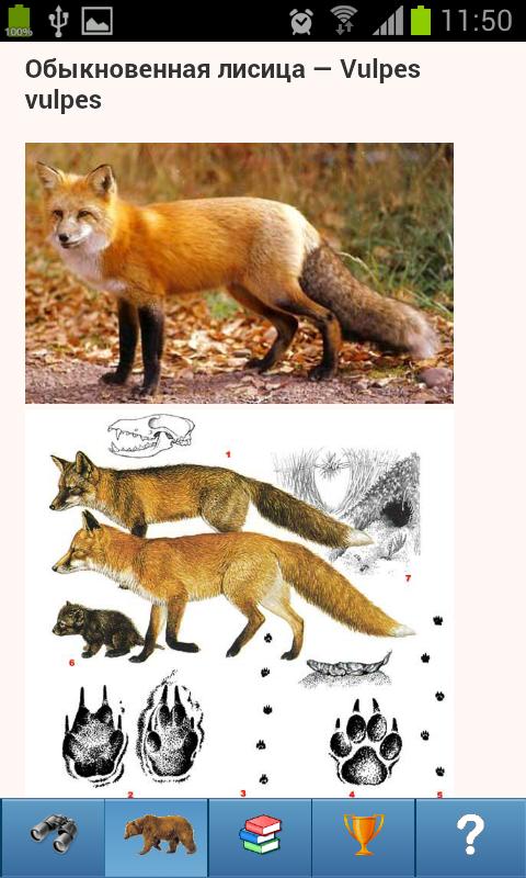 EcoGuide: Russian Wild Mammals Screen 2