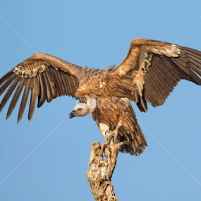 Griffon vulture by Prasanna AV - Animals Birds