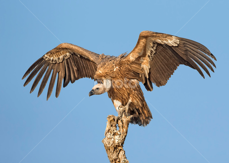Griffon vulture by Prasanna AV - Animals Birds