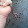 Brown Snake (DeKay's Snake)