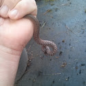 Brown Snake (DeKay's Snake)
