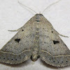 Bent-winged Owlet Moth