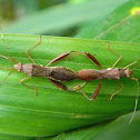large brown bean bugs (mating)