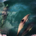 Common Dolphin