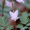 Dutchman's Breeches