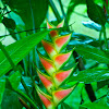 Easter Heliconia