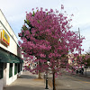Pink trumpet tree