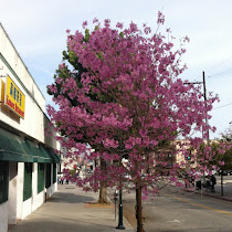 Trees of Southern California