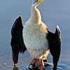 Australasian Darter