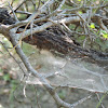 Sheet Spider Web