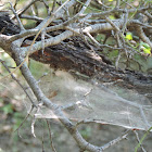 Sheet Spider Web