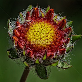 Middle Aged Daisy 3 by Doug & Coleen Walkey - Flowers Single Flower