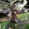 Malayan Leaf Horned Frog