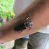 Palo Verde Root Borer Beetle
