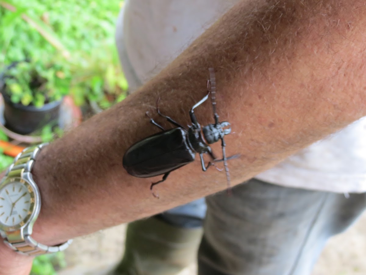 Palo Verde Root Borer Beetle