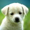 astuce Animal Jigsaw Puzzles jeux