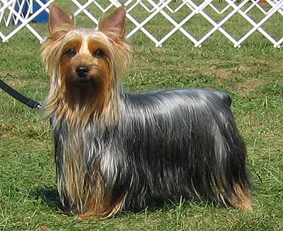 Australian Silky Terrier Dog