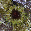 Sand anemone (Speckled anemone)