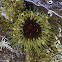 Sand anemone (Speckled anemone)