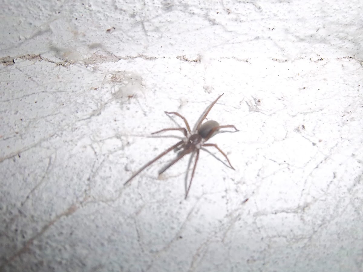 Borwn house spider