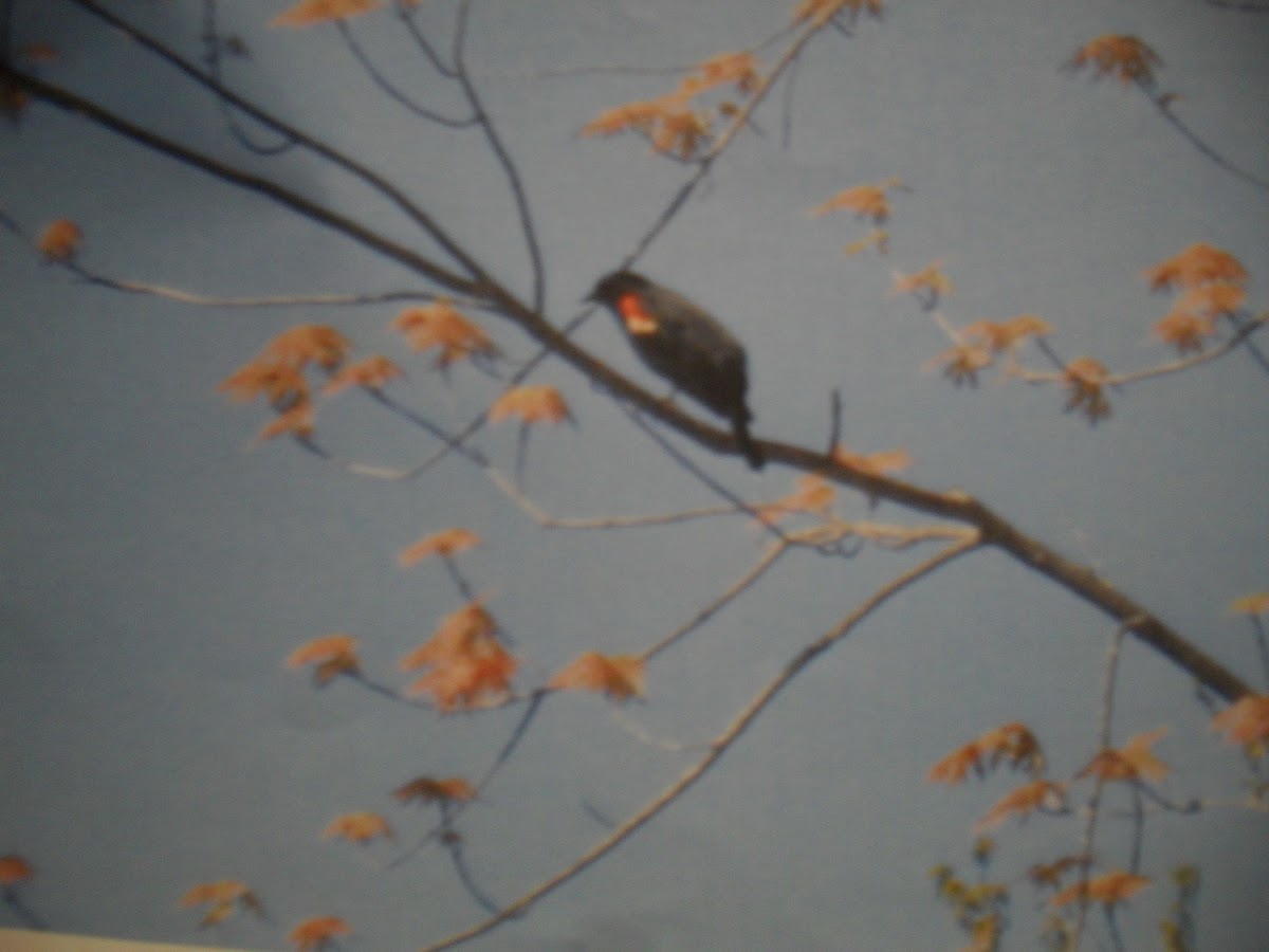Red Winged BlackBird