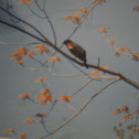 Red Winged BlackBird