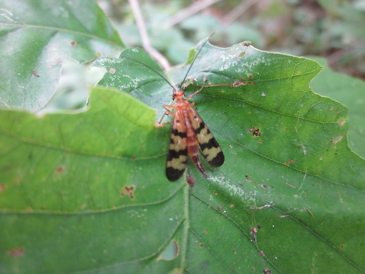 Scorpion fly