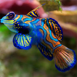 Fish Jigsaw Puzzles poster 6