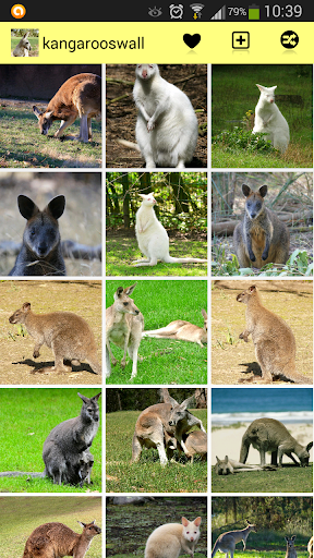 Kangaroos Wallpaper