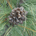Sumatran Pine
