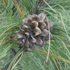 Sumatran Pine