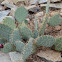 Prickley pear cactus