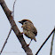 Tree Sparrow