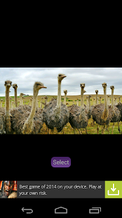 Animals Wallpapers(圖3)-速報App