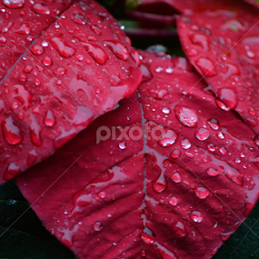 Crimson Leaves II by Dickon Thompson - Nature Up Close Leaves & Grasses
