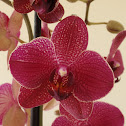 Orchid