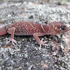 Thick-tailed gecko