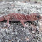 Thick-tailed gecko