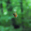 Marbled Orb Weaver